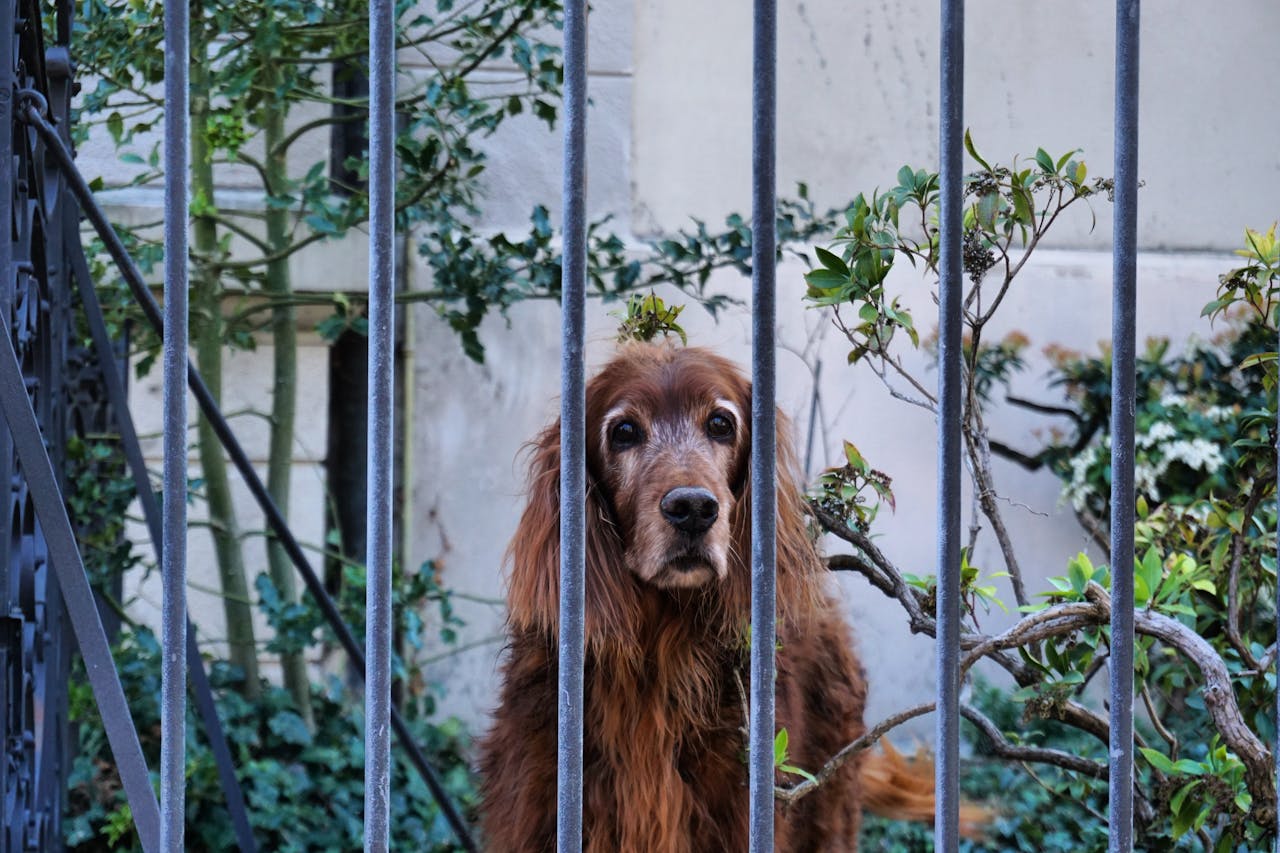 Irish Setter dog behind a wrought iron fence surrounded by greenery and plants.