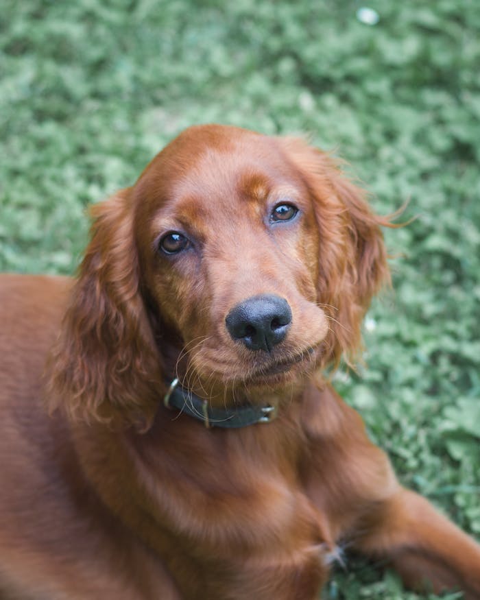 Close-up of an adorable Irish Setter dog lying on green grass.