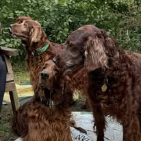 Gallery 518319648 1436288524343966 4938949272377501880 n