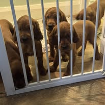 Gallery 627805118 1604648217507995 7824170598590508707 n