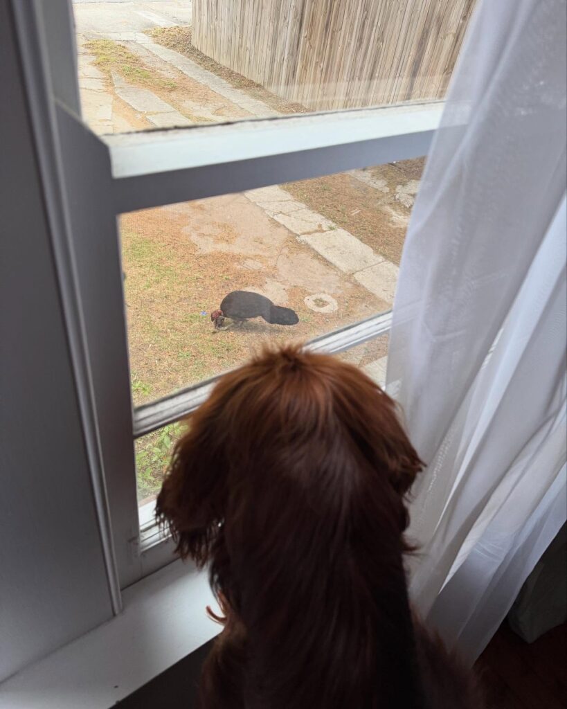 Gallery life.of.rip 1772543841776