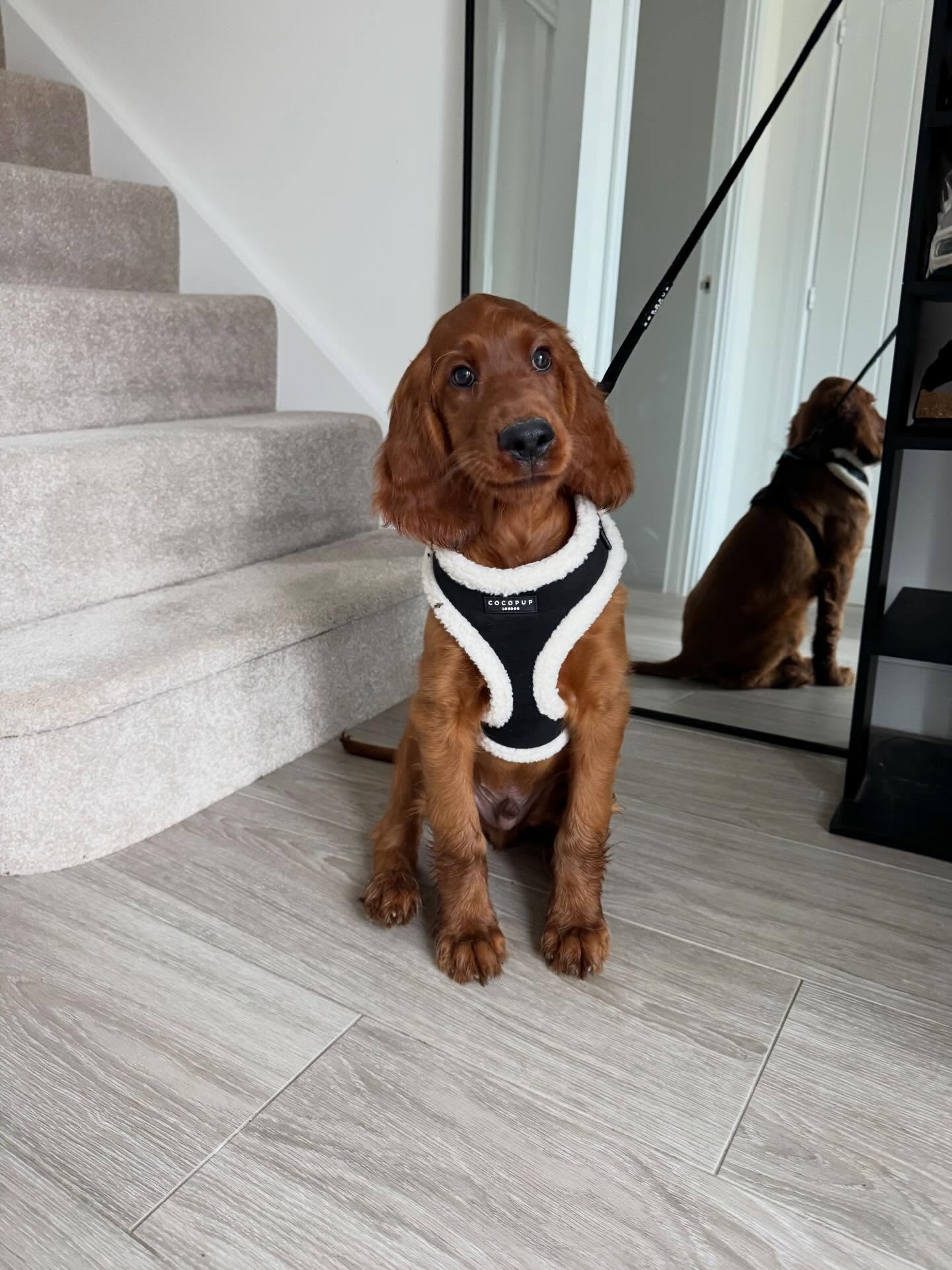 meet%e2%99%a1-finley