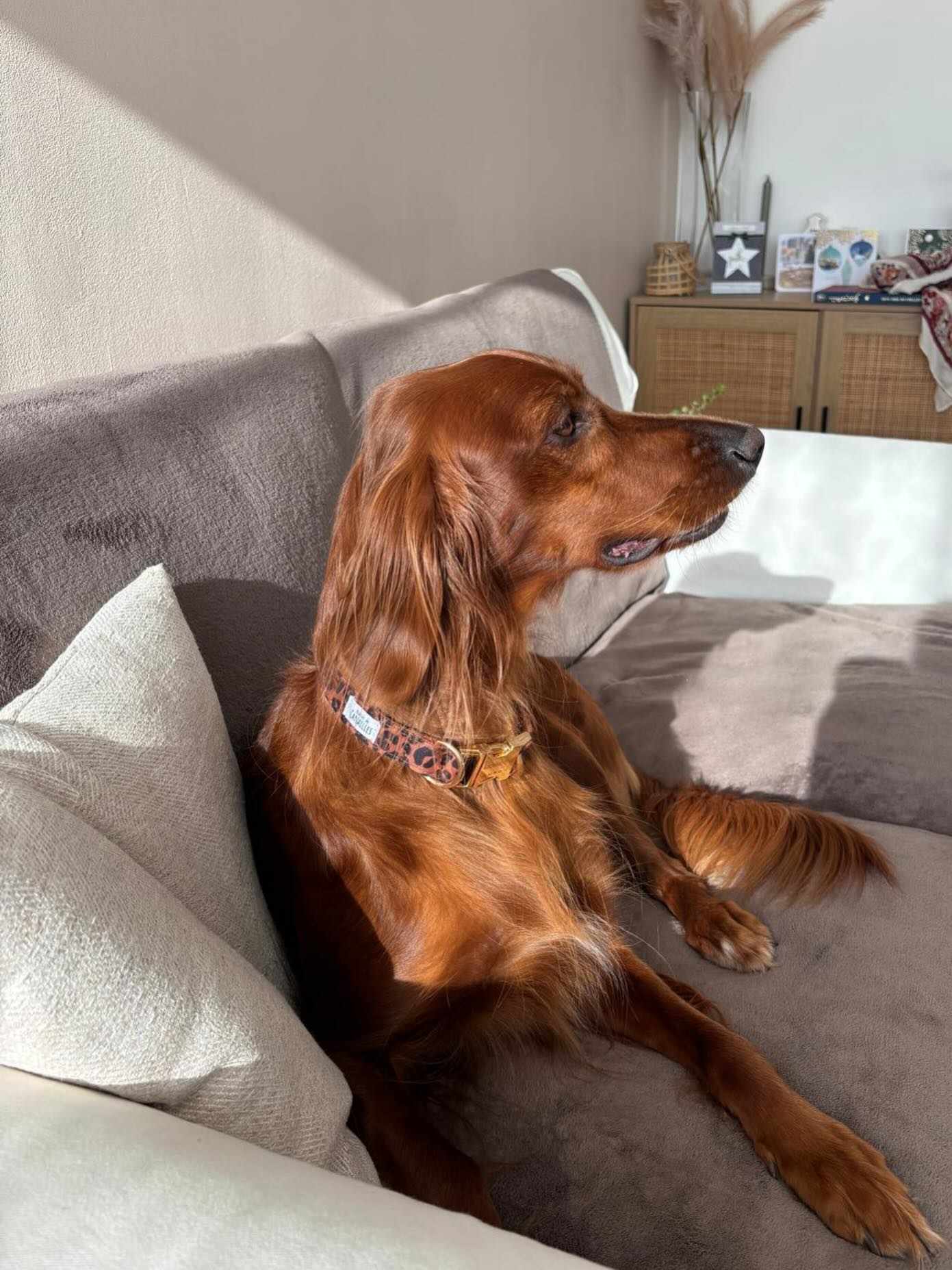 leo leo
