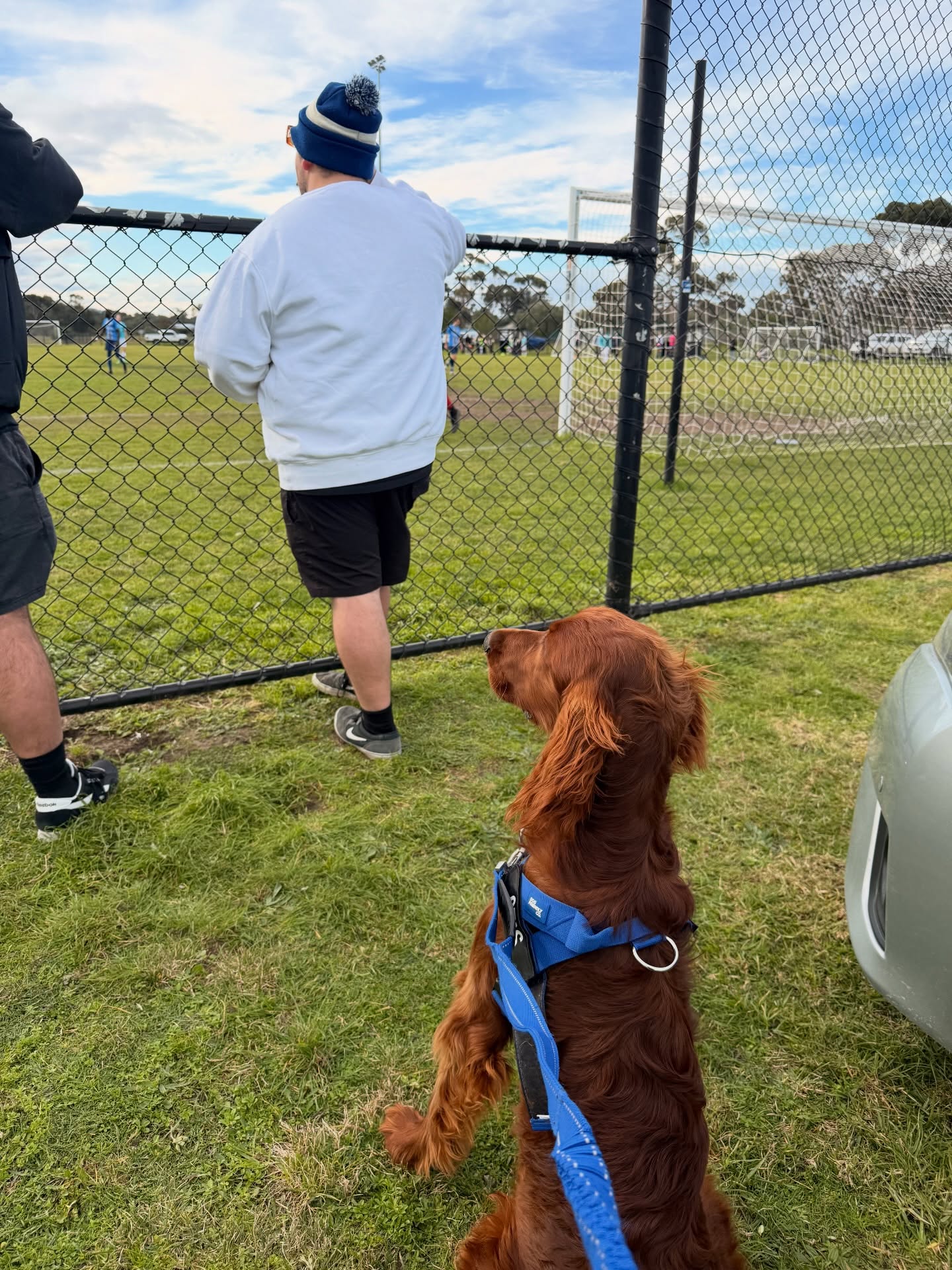 otis.the setter 1784215926498 otis.the setter 1784215926498