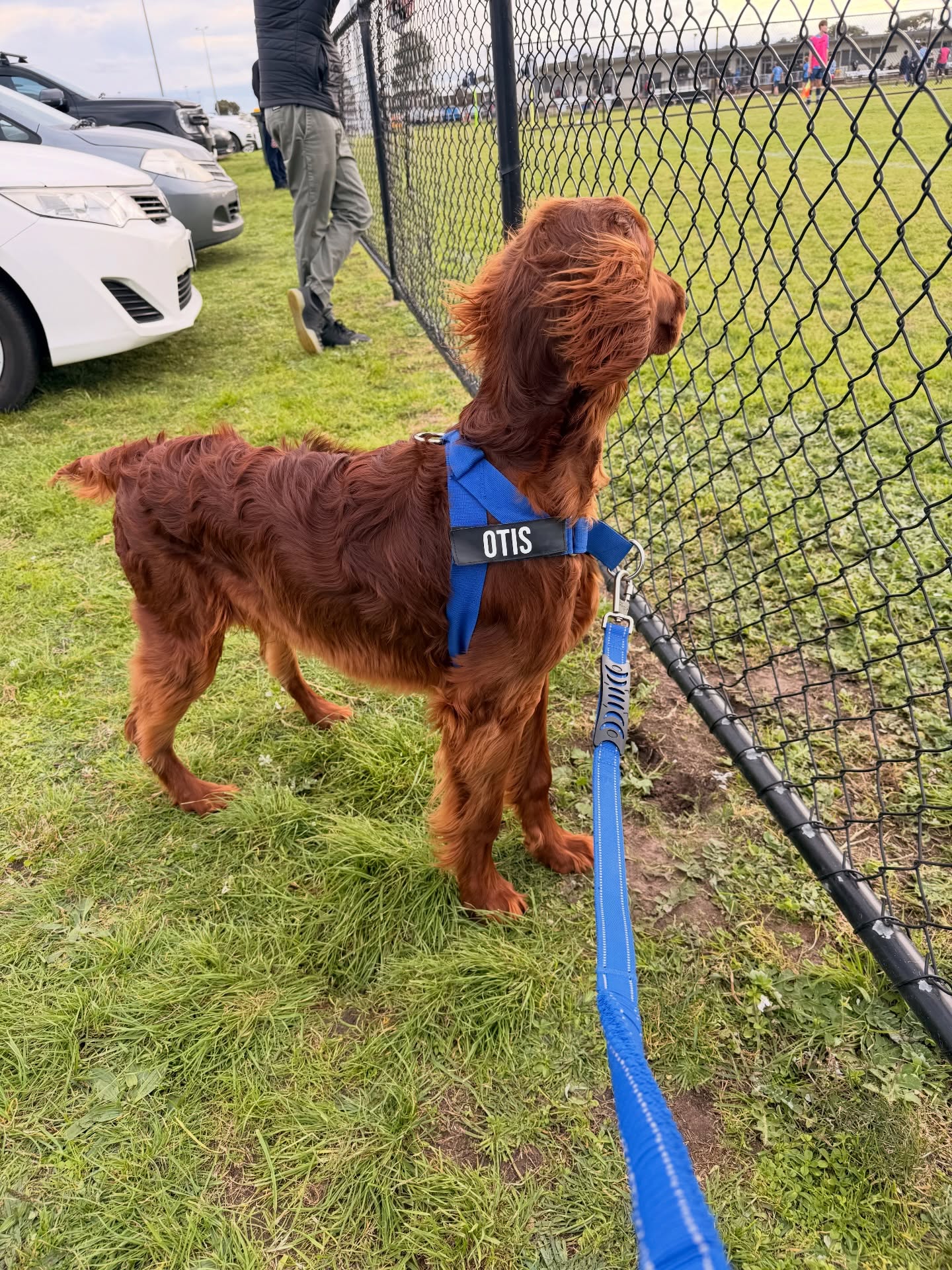 otis.the setter 1784215956525 otis.the setter 1784215956525