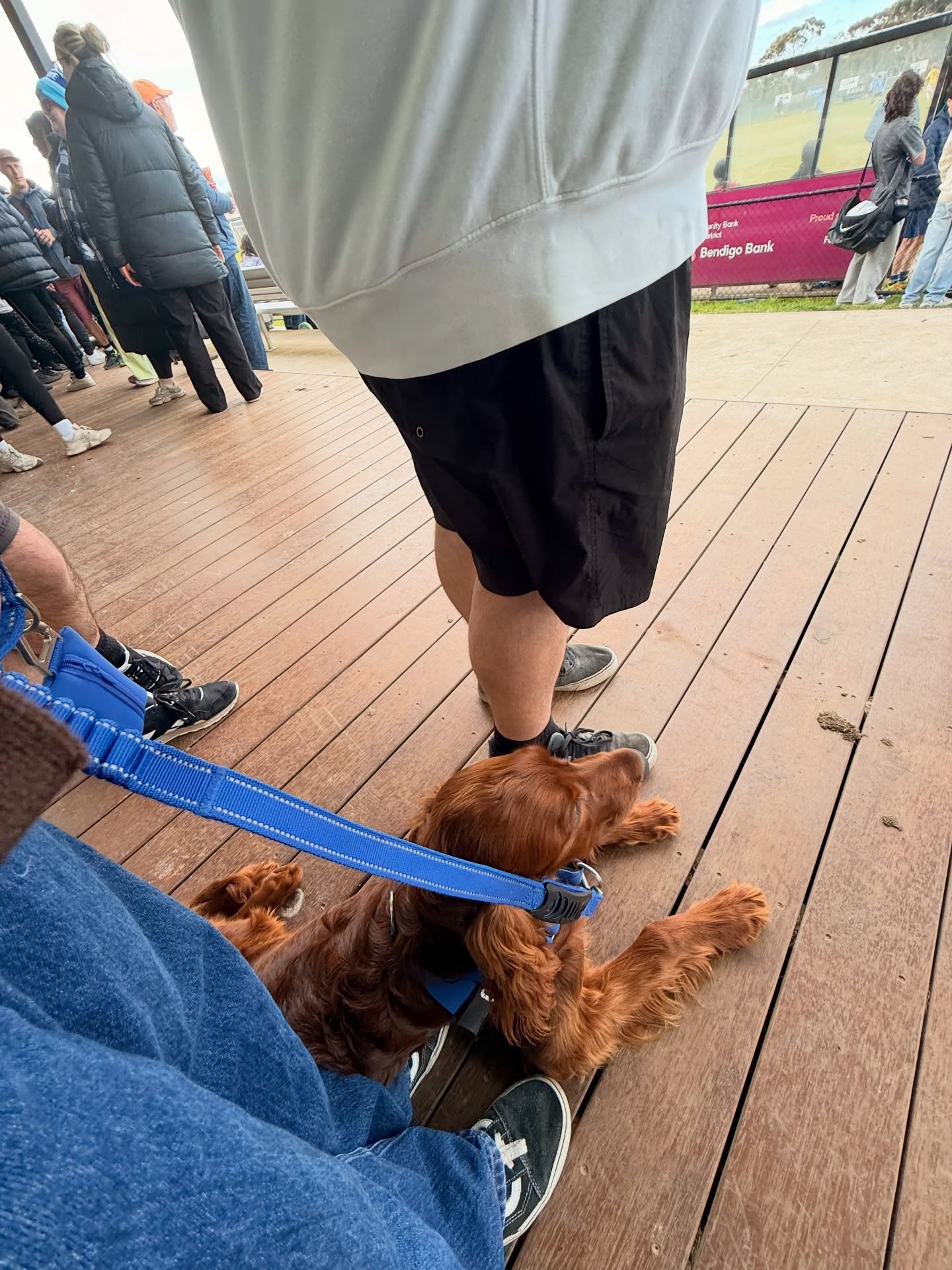 otis.the setter 1784215958453 otis.the setter 1784215958453