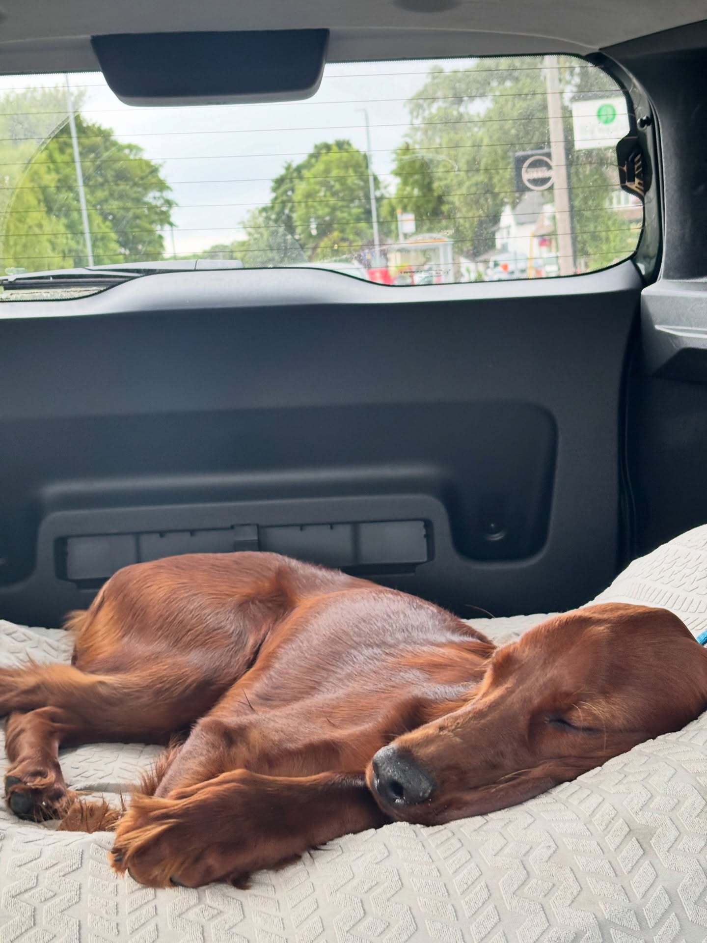redgietheirishsetter 1783637773561 redgietheirishsetter 1783637773561