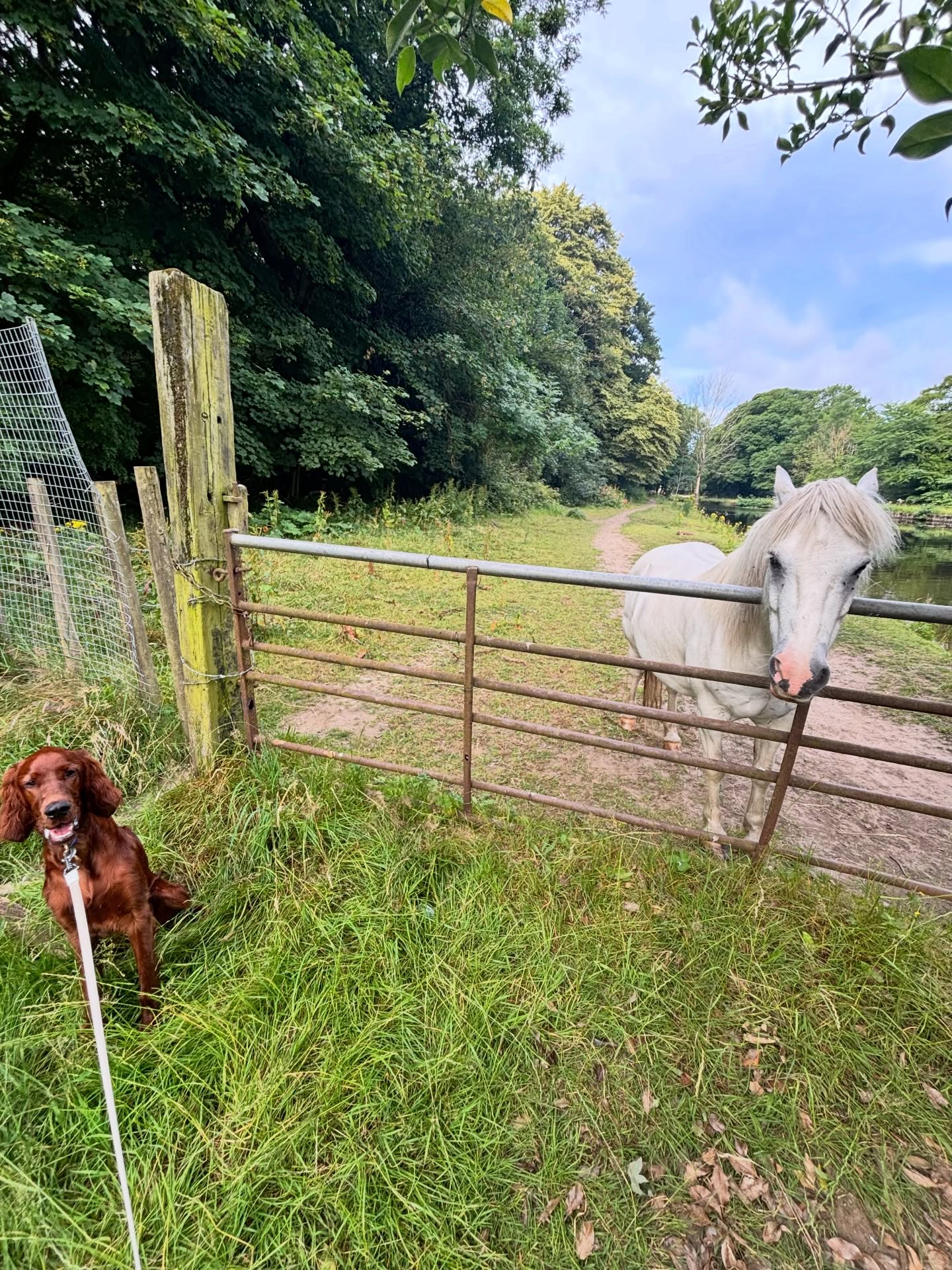 redgietheirishsetter 1783637774448 redgietheirishsetter 1783637774448