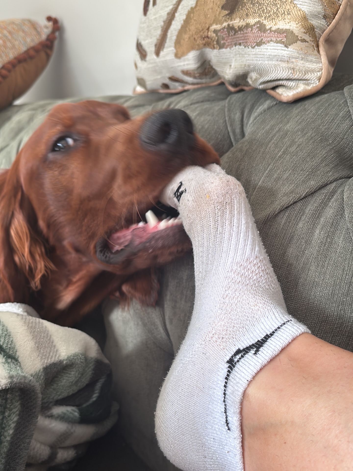 redgietheirishsetter 1783637794493 redgietheirishsetter 1783637794493