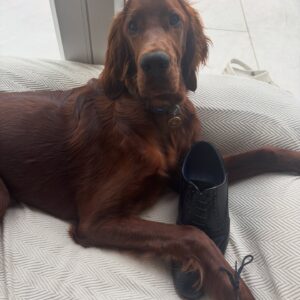 redgietheirishsetter 1783638004592