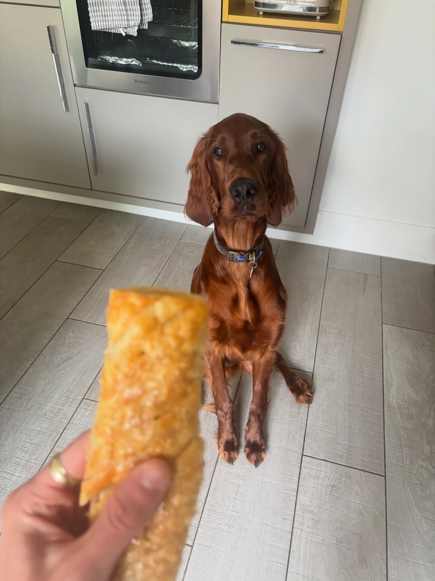 redgietheirishsetter 1783638110558 redgietheirishsetter 1783638110558