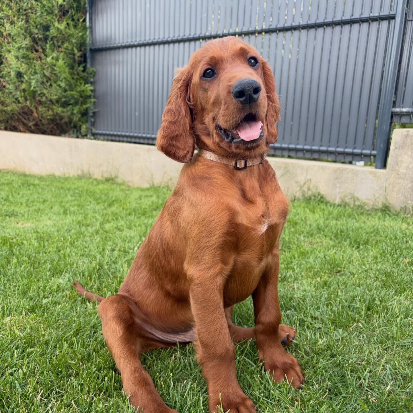 meet-benko